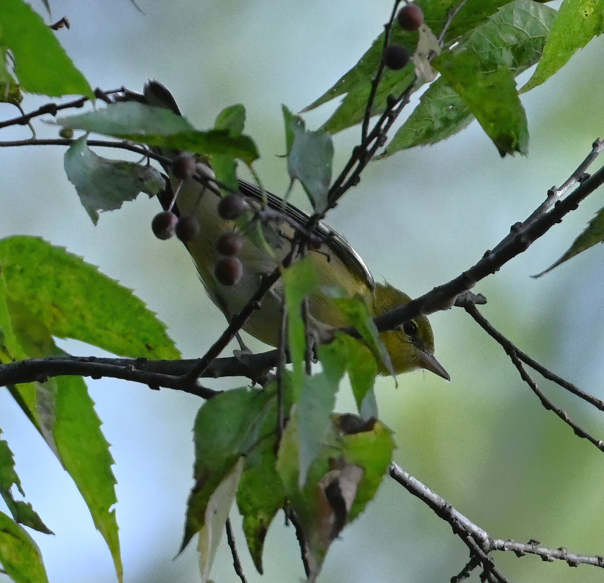 Bay-breasted Warbler - ML488562761