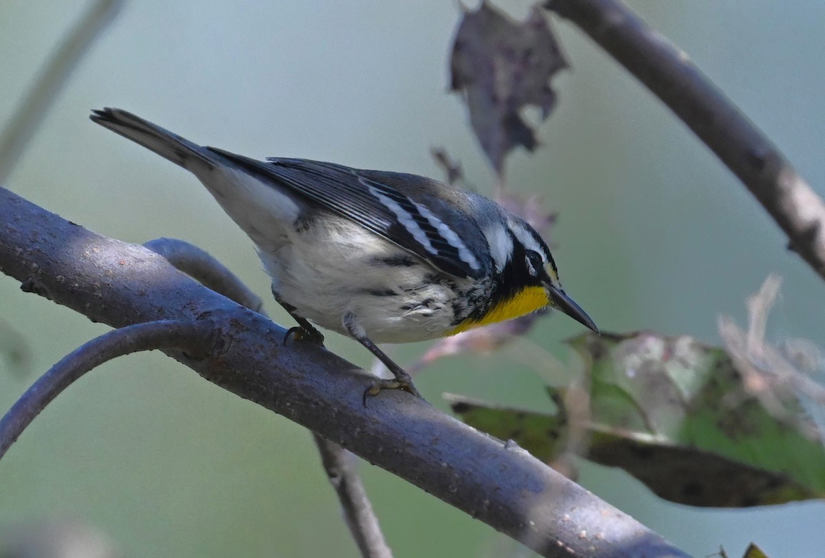Yellow-throated Warbler - Ann Stinely