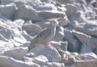 Common Ground Dove, ML48856401