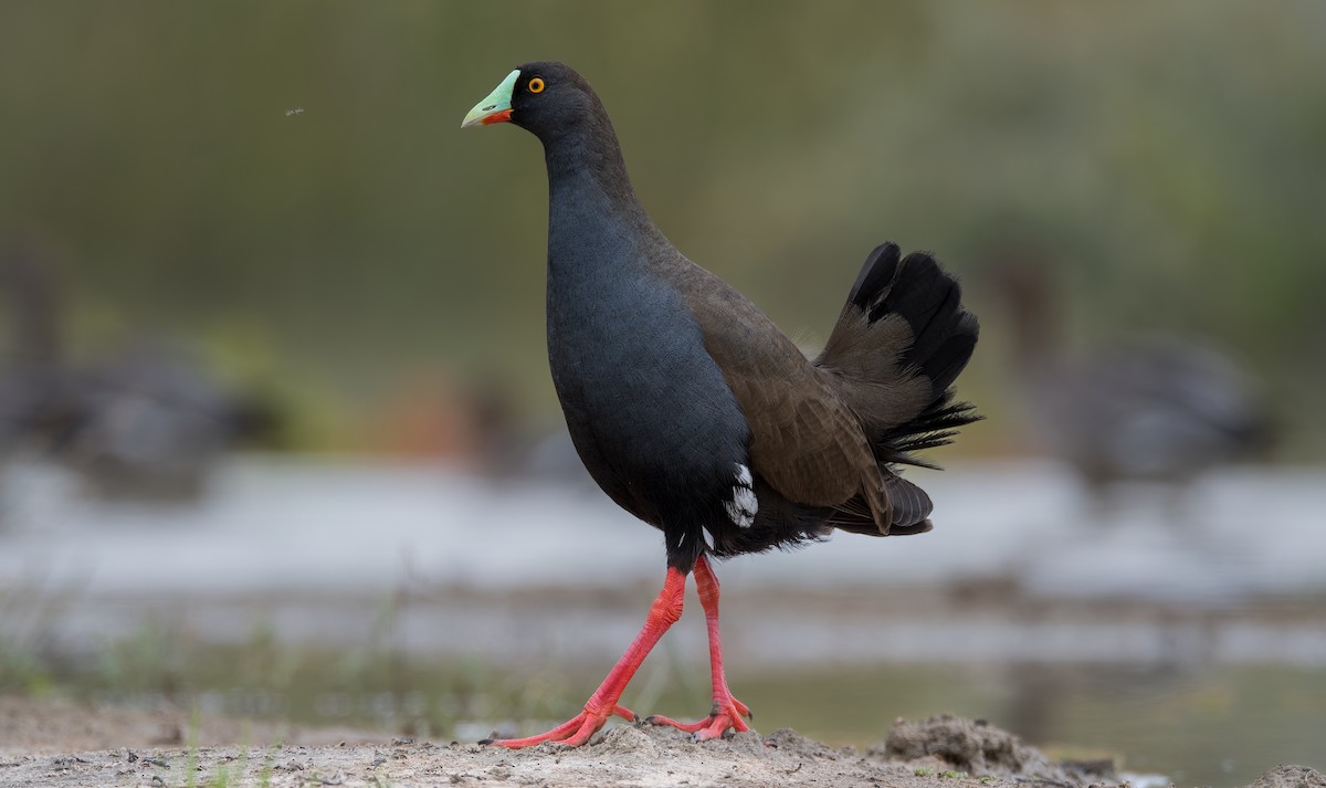Black-tailed Nativehen - Cary Lewis