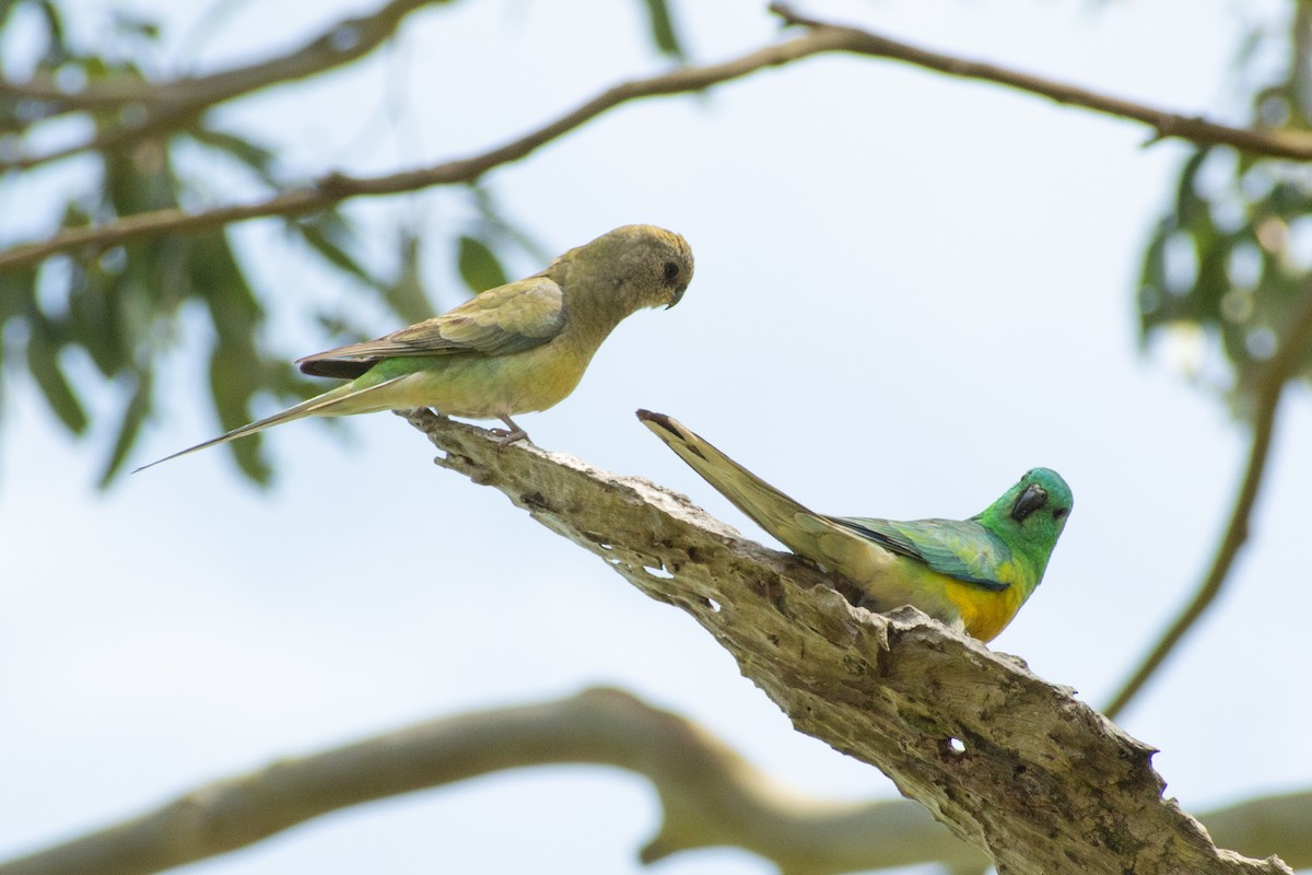Red-rumped Parrot - ML488574041