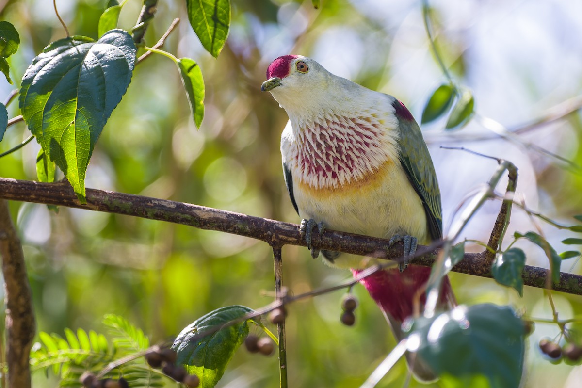 Many-colored Fruit-Dove - ML488574211
