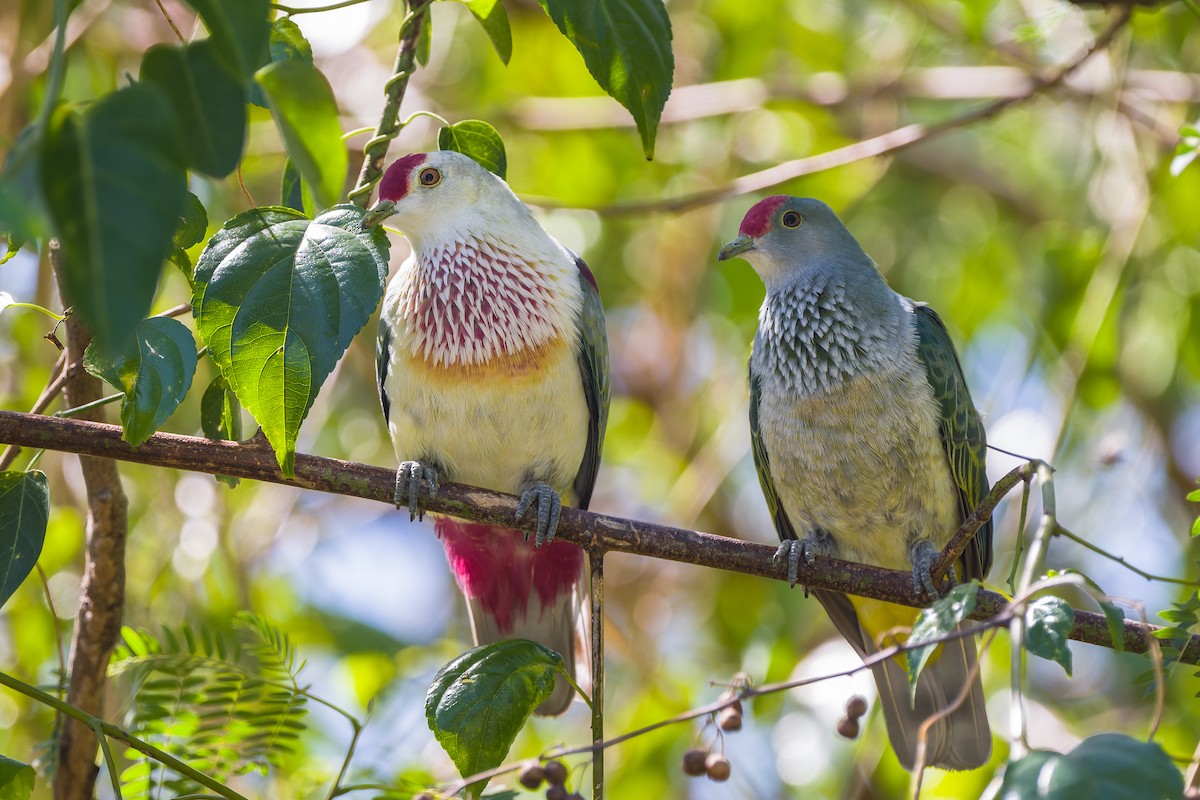 Many-colored Fruit-Dove - ML488574221