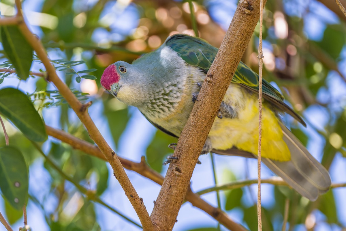 Many-colored Fruit-Dove - ML488574331