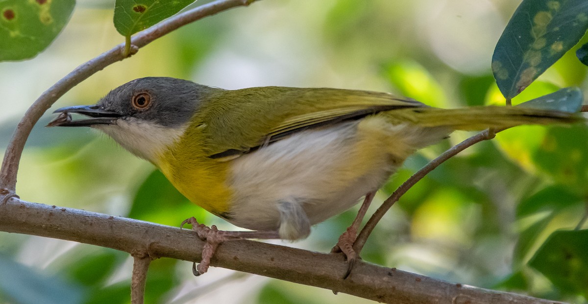 Yellow-breasted Apalis - ML488577941