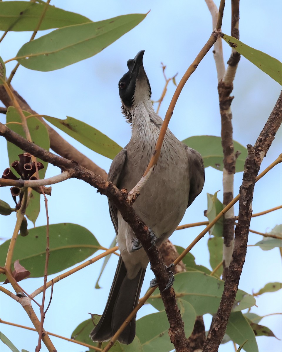 Silver-crowned Friarbird - ML488578381