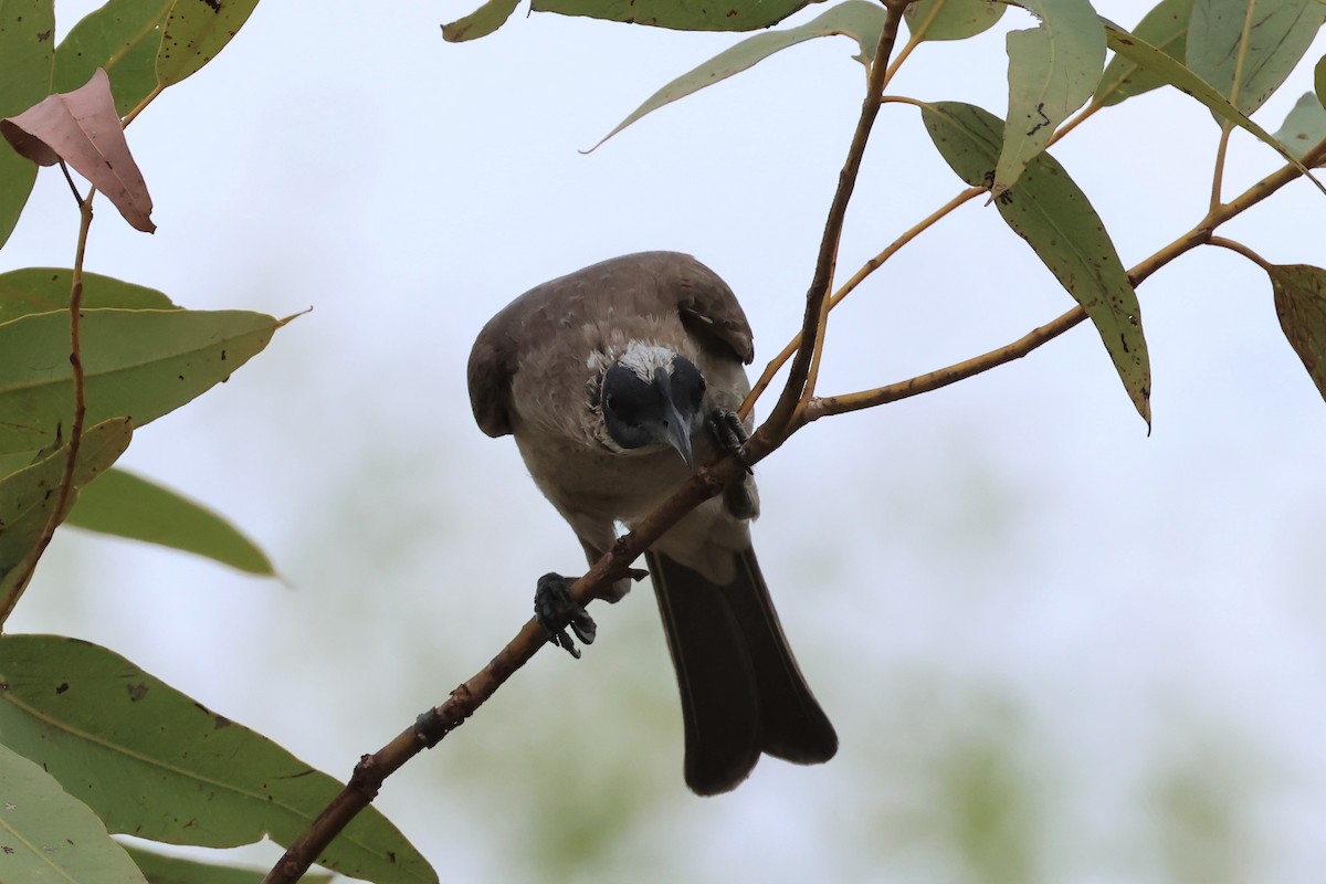Silver-crowned Friarbird - ML488579311