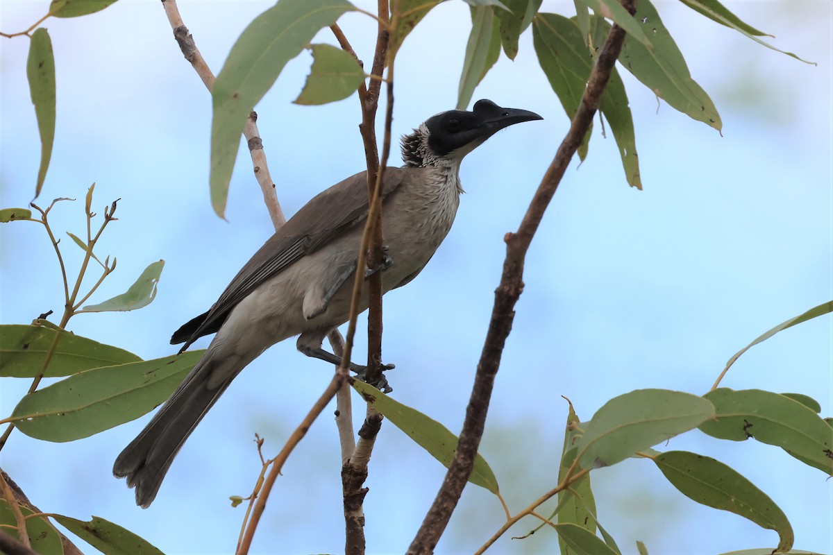 Silver-crowned Friarbird - ML488579321