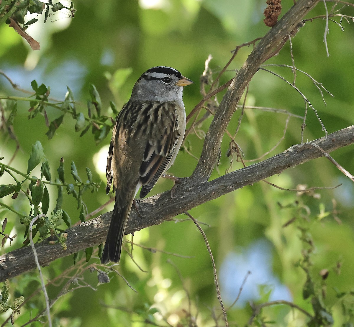 White-crowned Sparrow - ML488580331