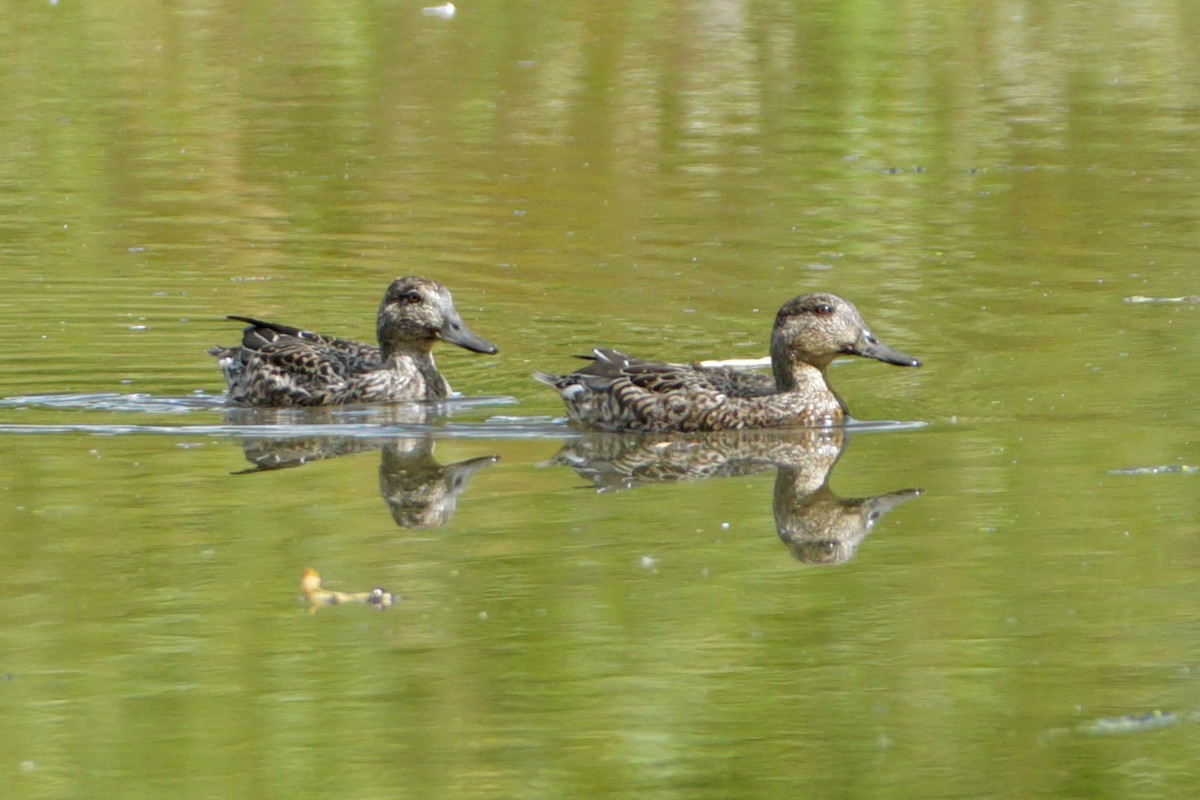 Green-winged Teal - ML488580641
