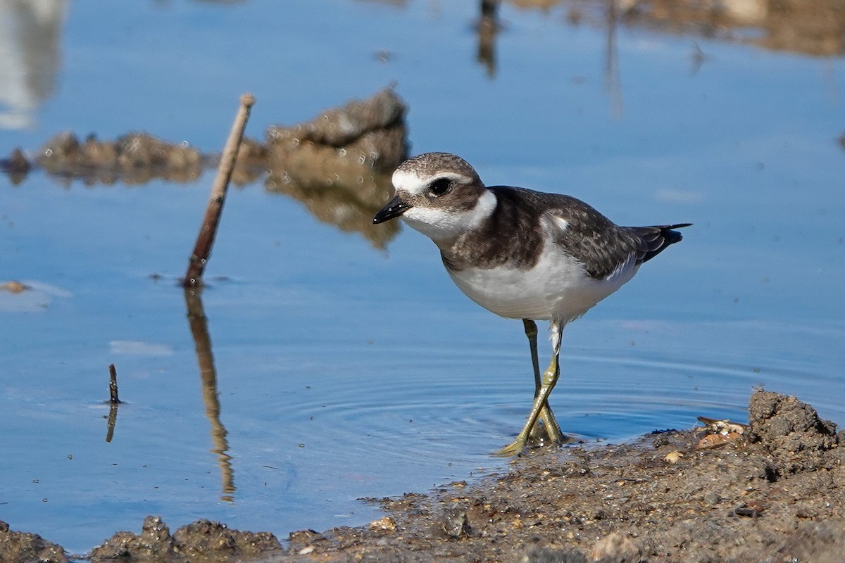 Common Ringed Plover - ML488580681