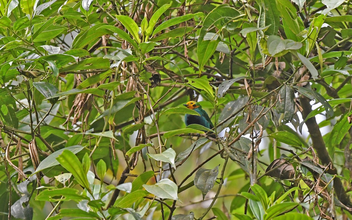 Multicolored Tanager - ML488581061