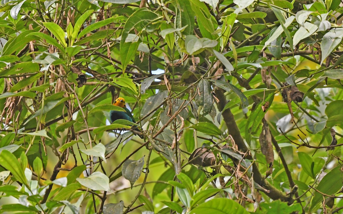 Multicolored Tanager - ML488581081