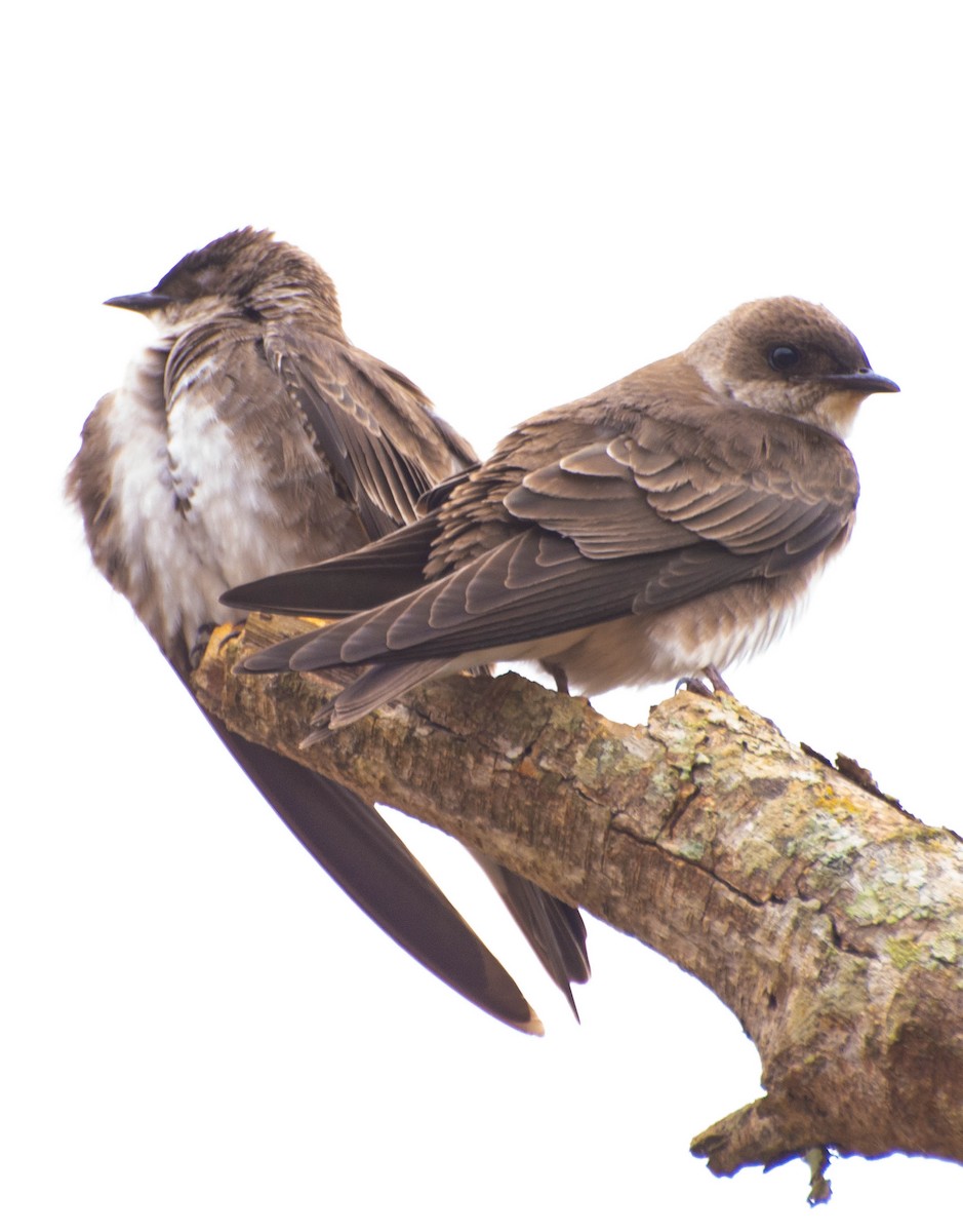 Brown-chested Martin - ML488583041