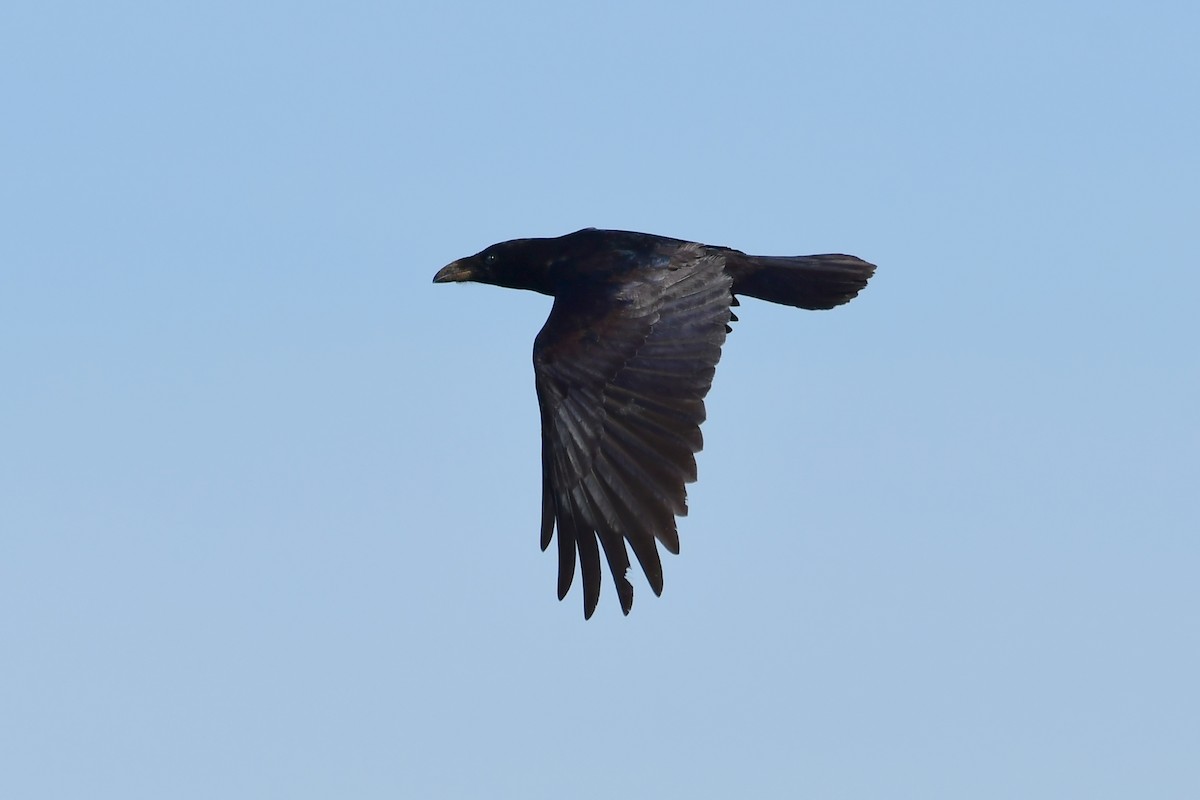 Common Raven - ML488583401