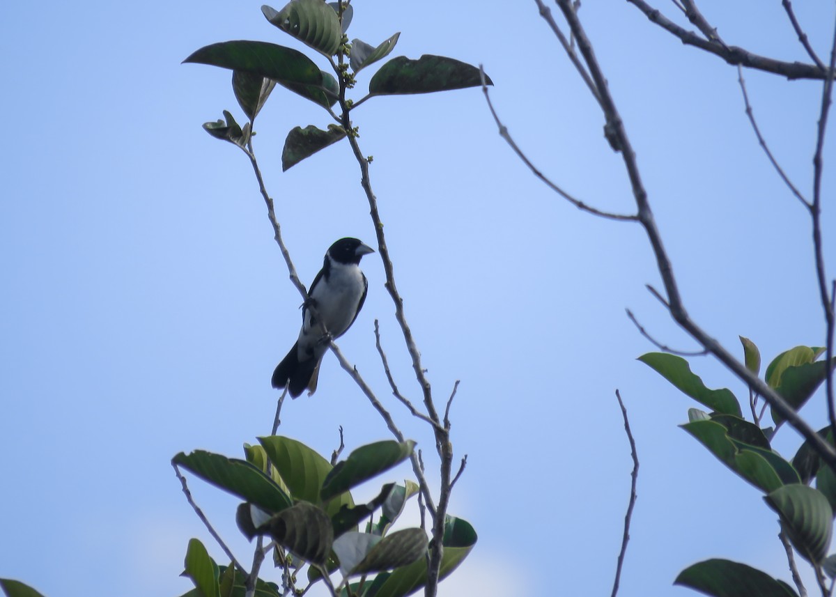 White-naped Seedeater - ML488584671