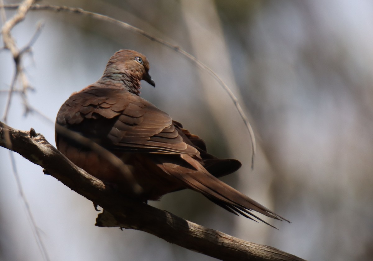 Brown Cuckoo-Dove - ML488584941