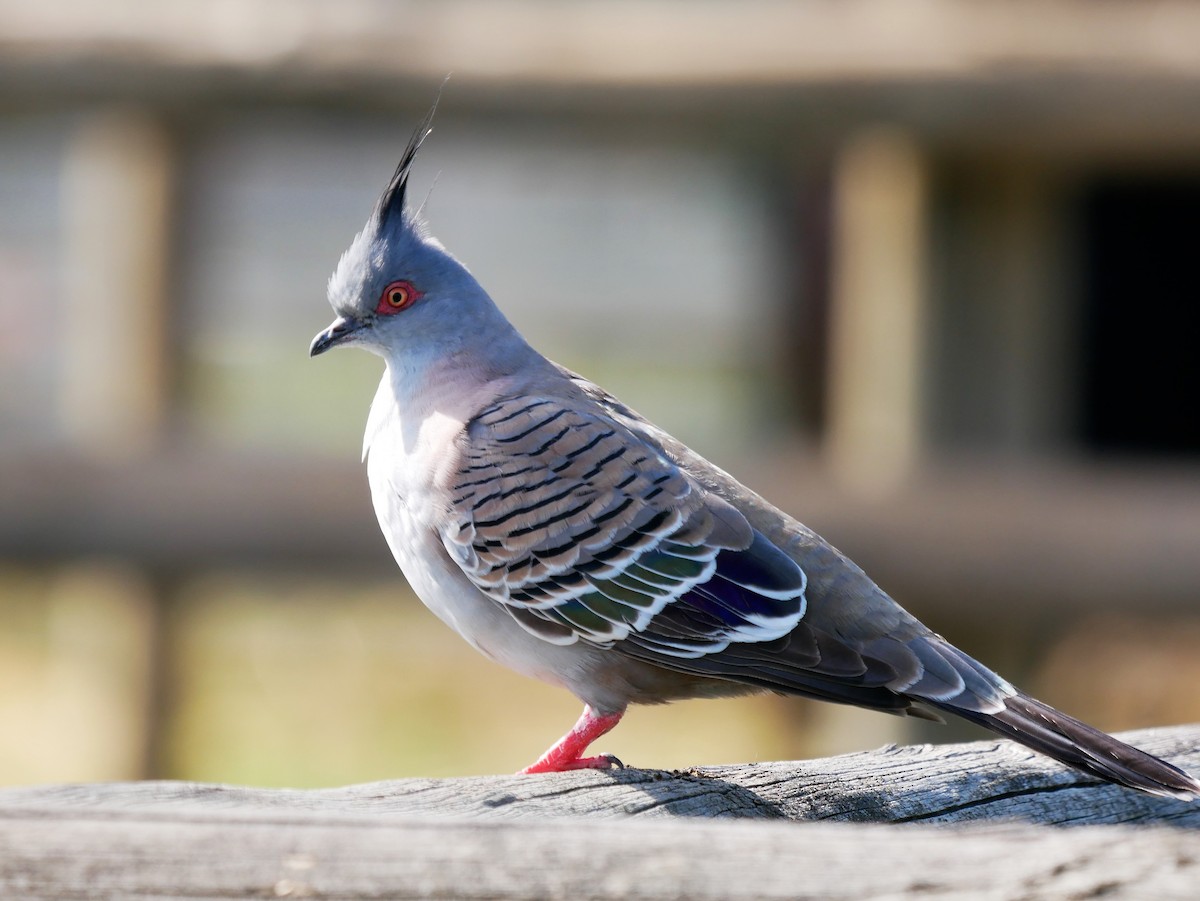 Crested Pigeon - ML488585371