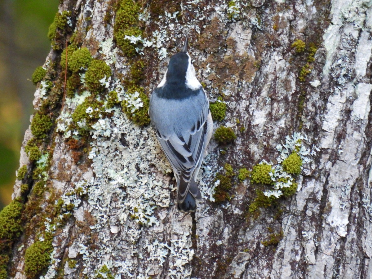 White-breasted Nuthatch - ML488585521