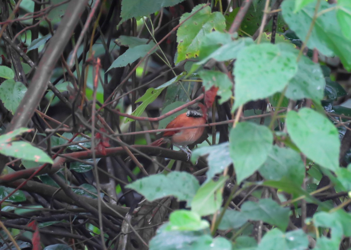 Hoary-throated Spinetail - ML488585641