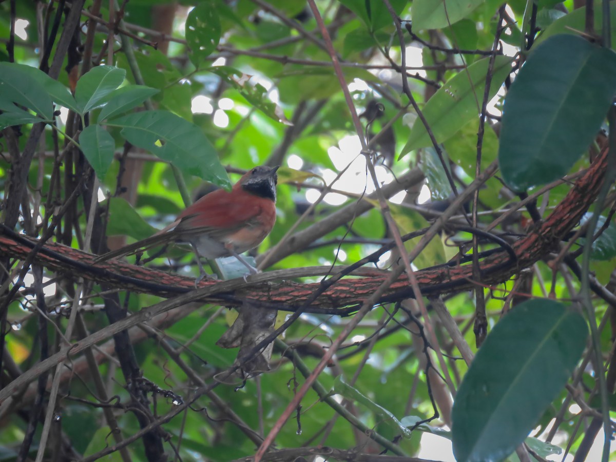 Hoary-throated Spinetail - ML488585651