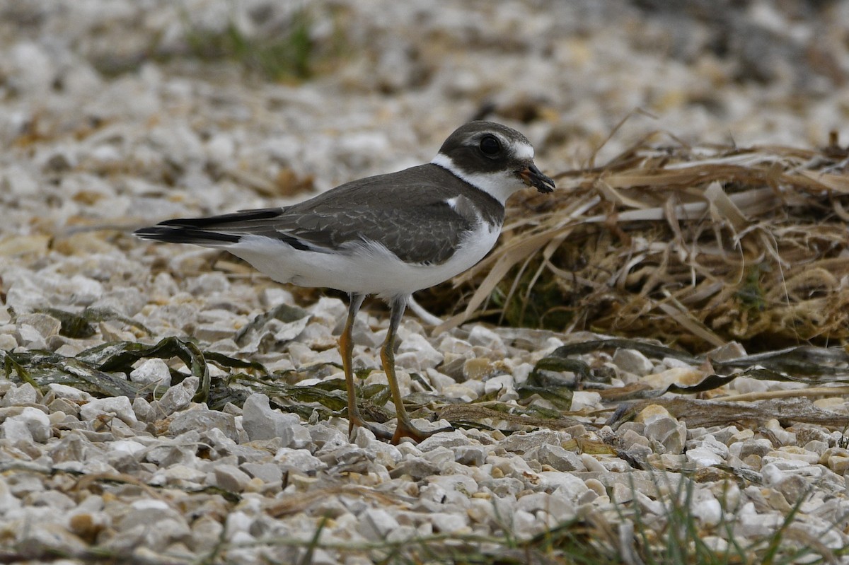 Semipalmated Plover - ML488586021