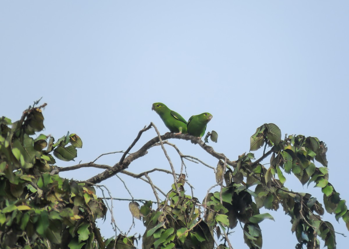 Венесуэльский попугай-крошка - ML488586411