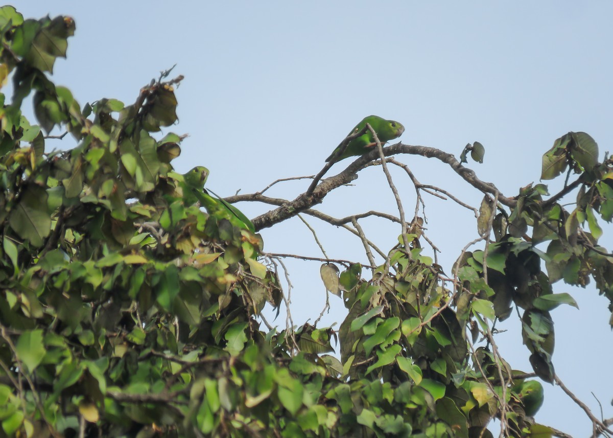 Венесуэльский попугай-крошка - ML488586421