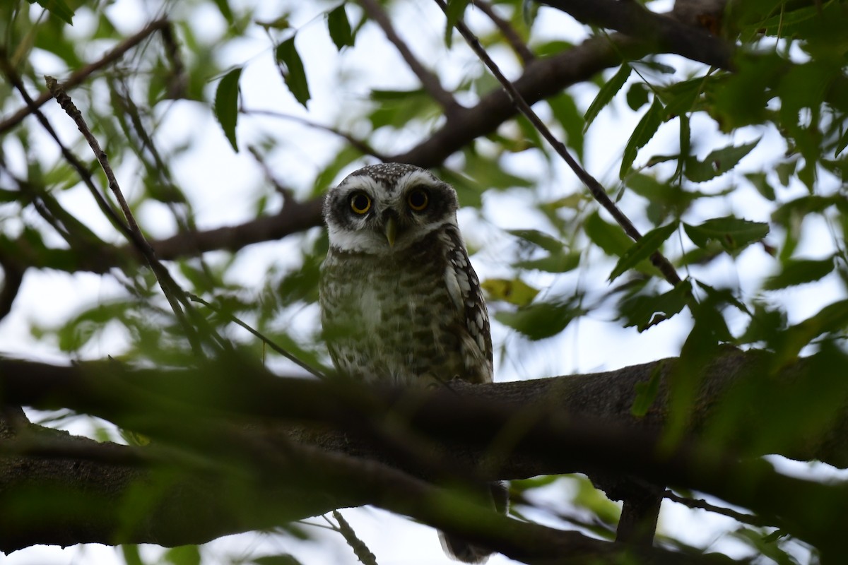 Spotted Owlet - ML488588551