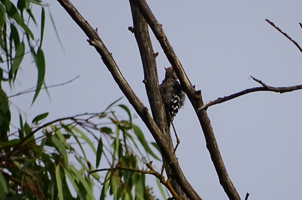 Lesser Spotted Woodpecker - ML488588781