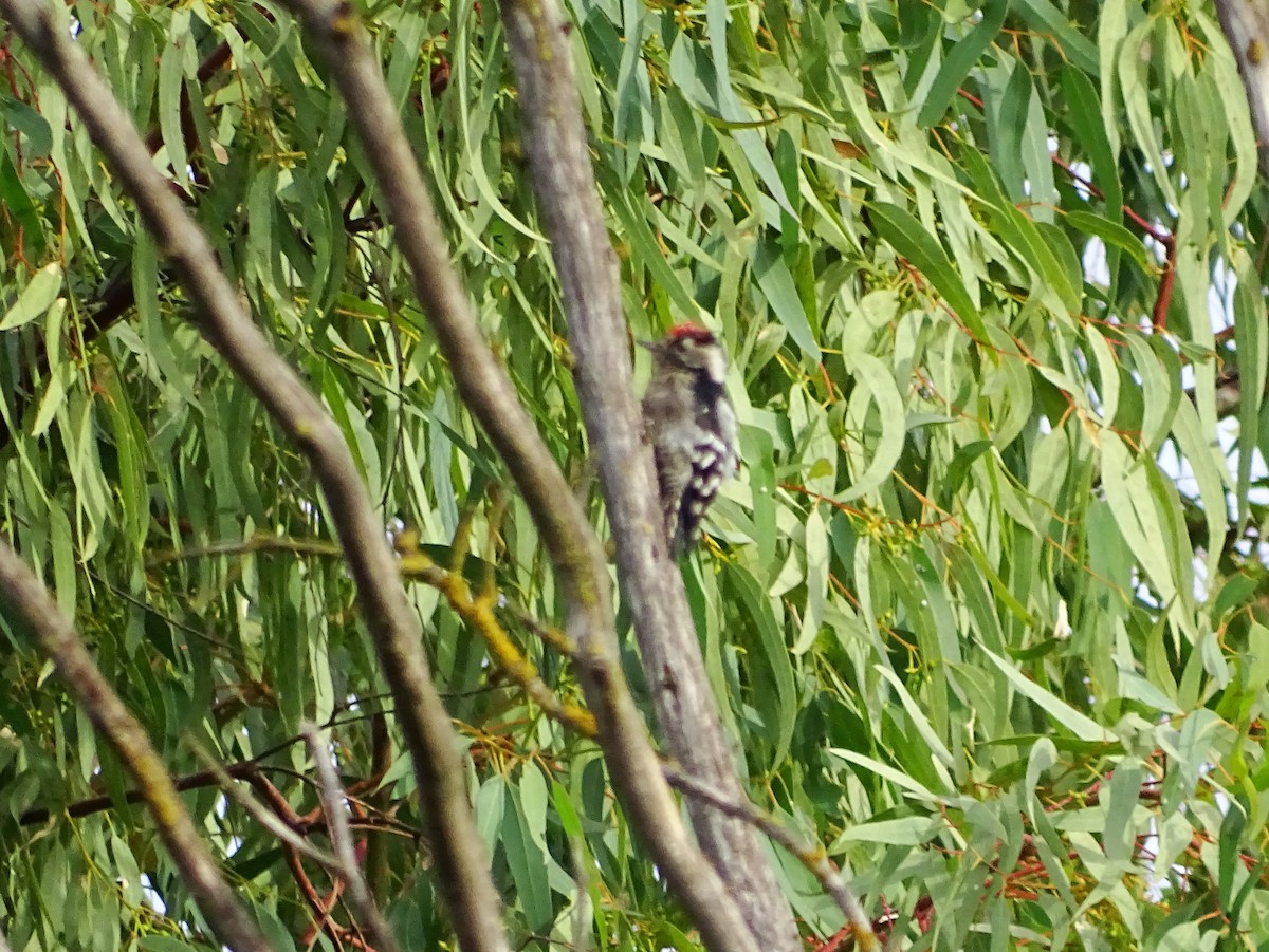 Lesser Spotted Woodpecker - ML488588791