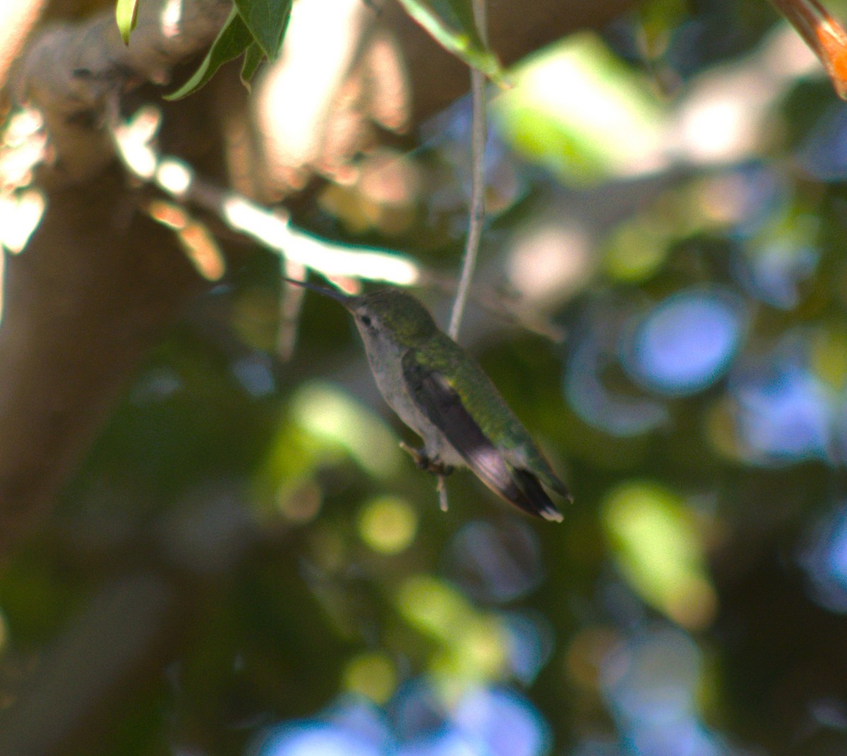 Anna's Hummingbird - ML488589461