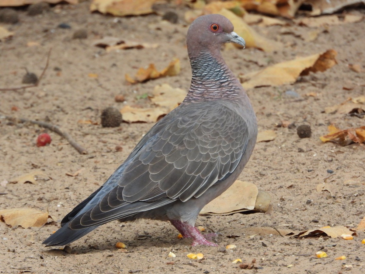 Picazuro Pigeon - Luis Urueña - Manakin Nature Tours