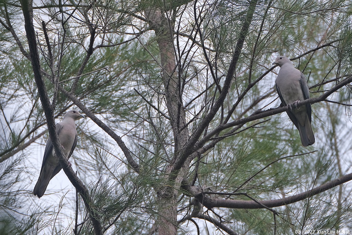 Gray Imperial-Pigeon - ML488596891