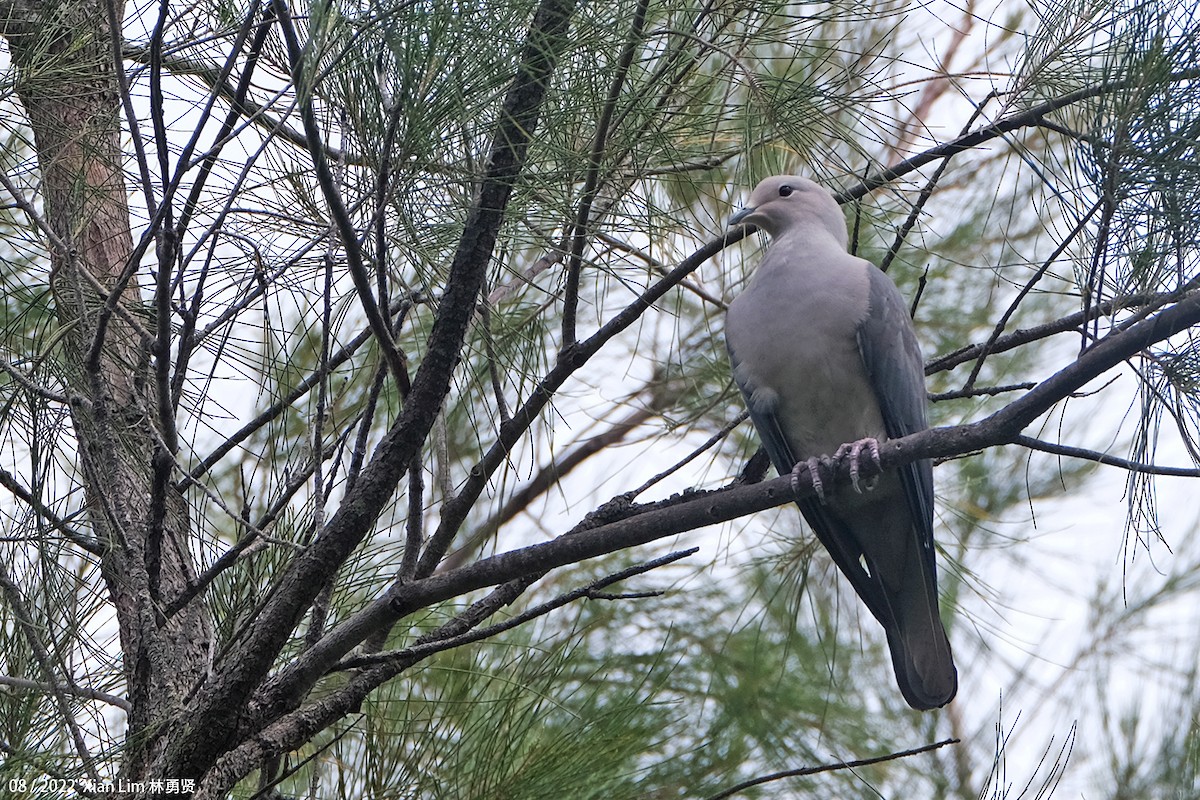 Gray Imperial-Pigeon - ML488596901