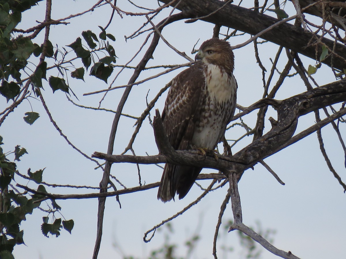 Red-tailed Hawk - ML488598251