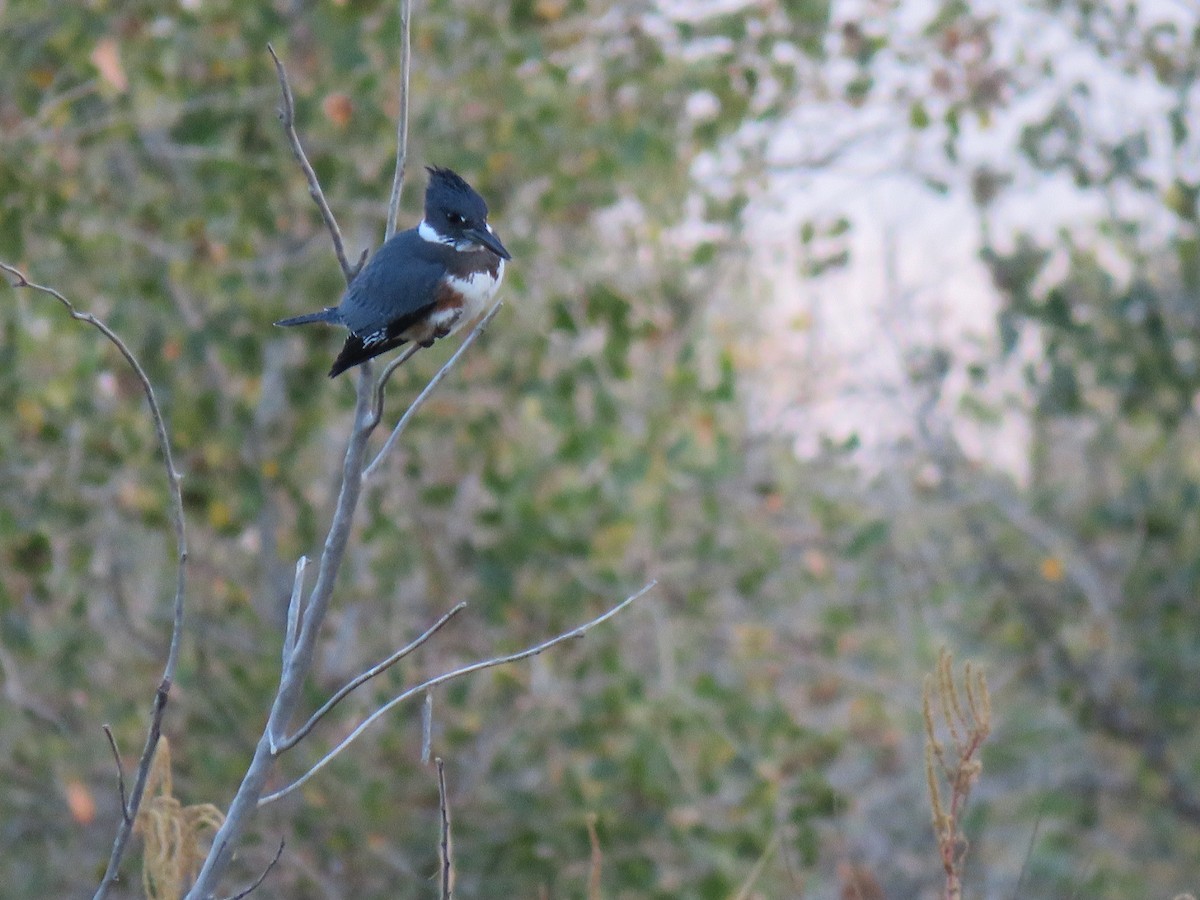 Belted Kingfisher - ML488598321