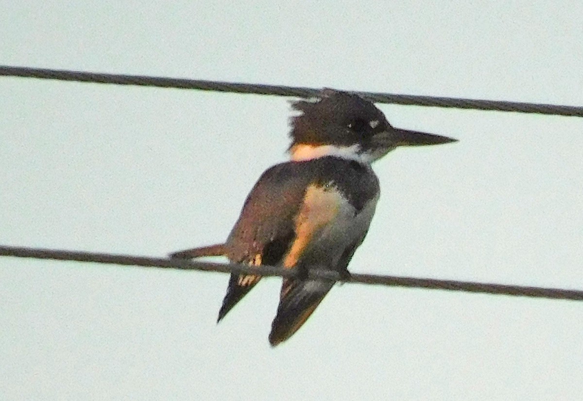 Belted Kingfisher - Kathy Rhodes
