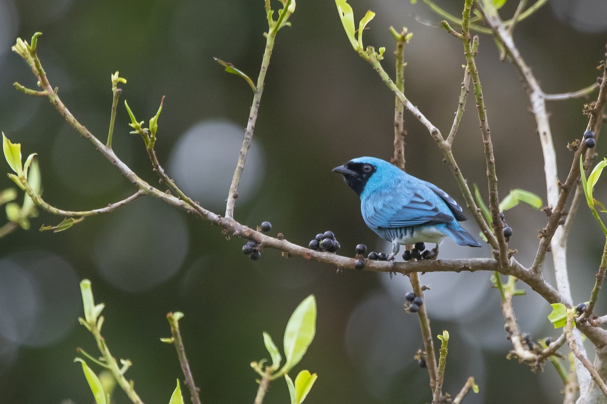 Swallow Tanager - ML488604531