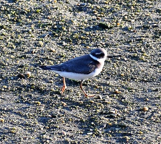 Common Ringed Plover - ML488604561