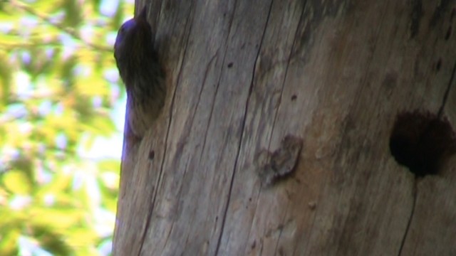 Red-headed Woodpecker - ML488613