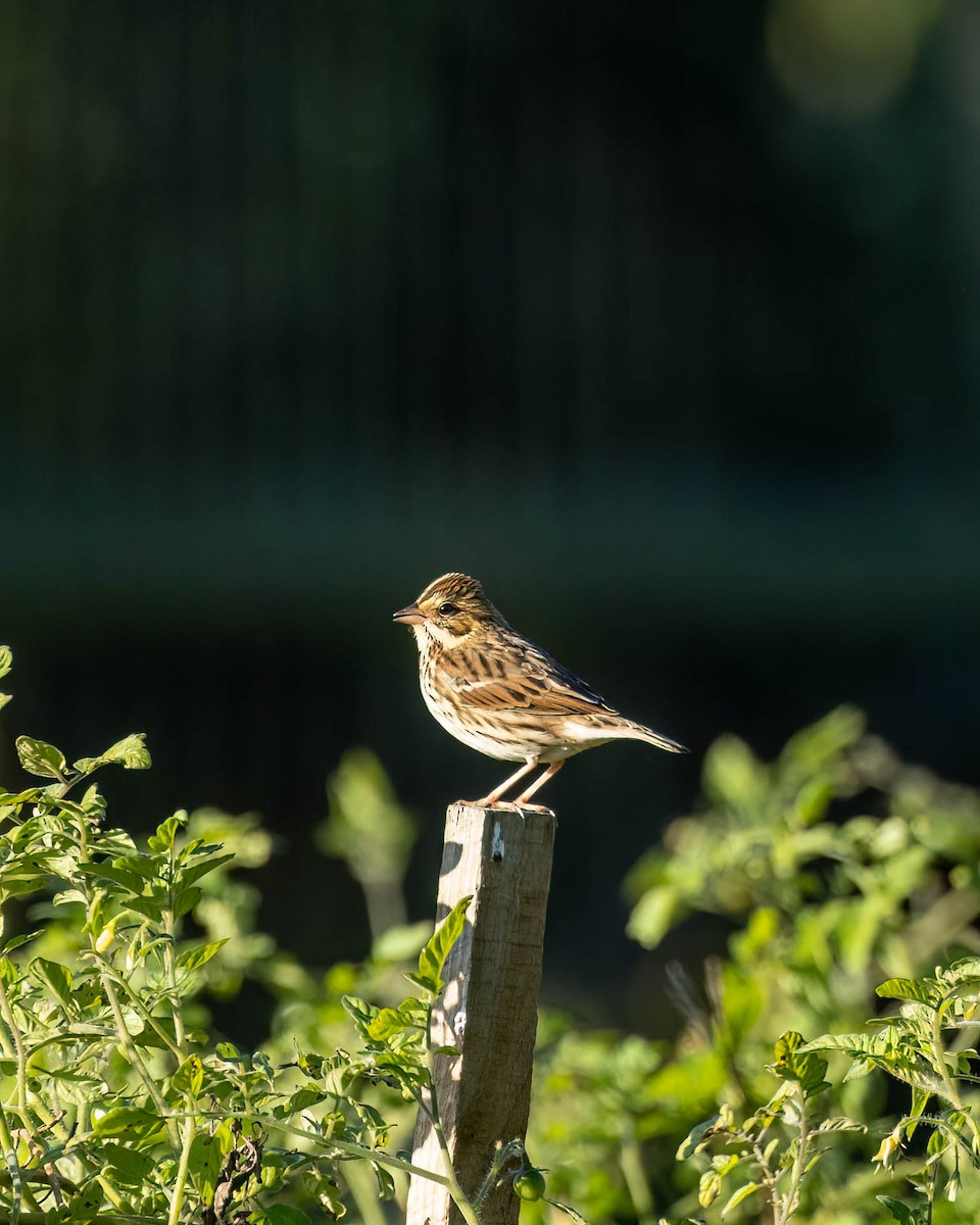 Savannah Sparrow (Savannah) - ML488615931