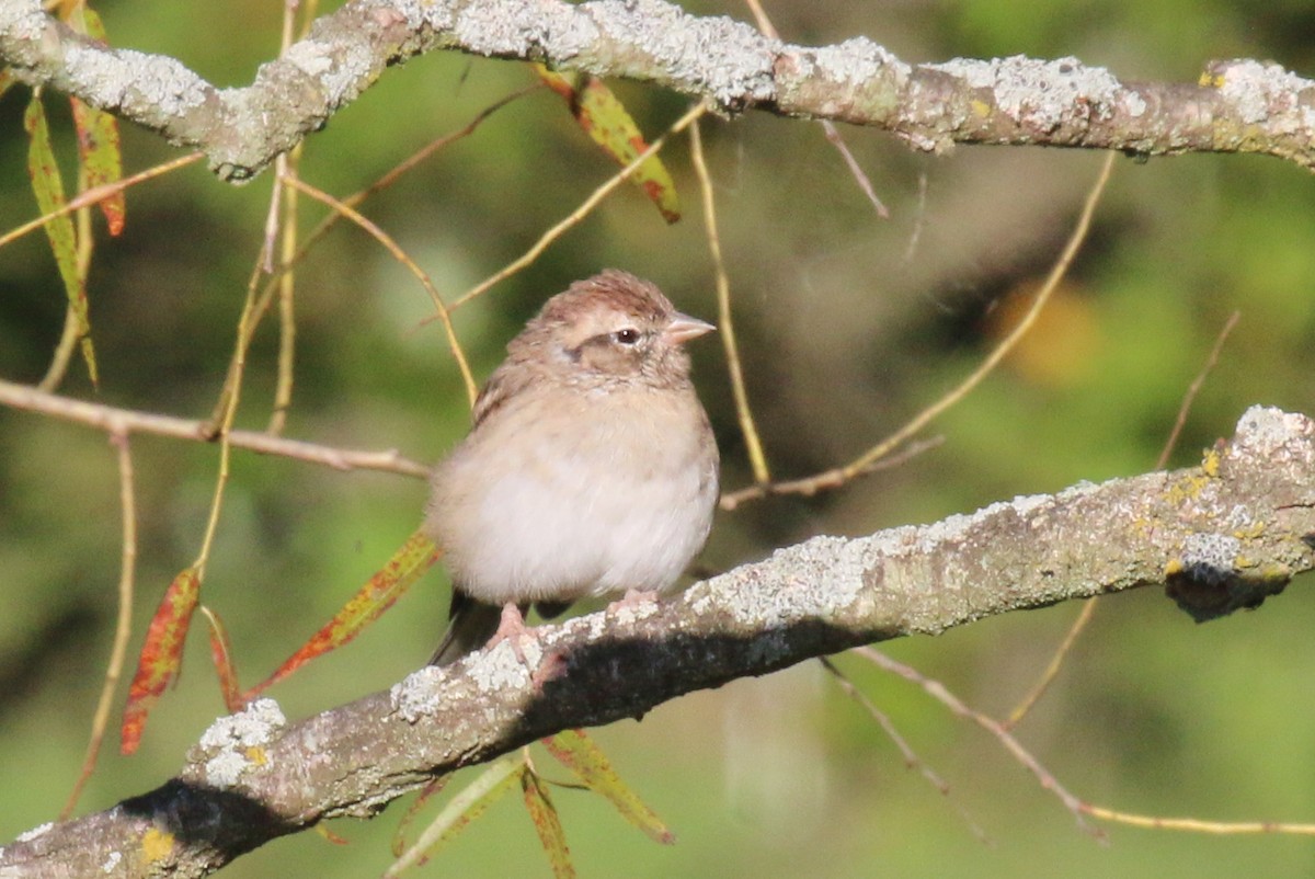 Chipping Sparrow - ML488618231