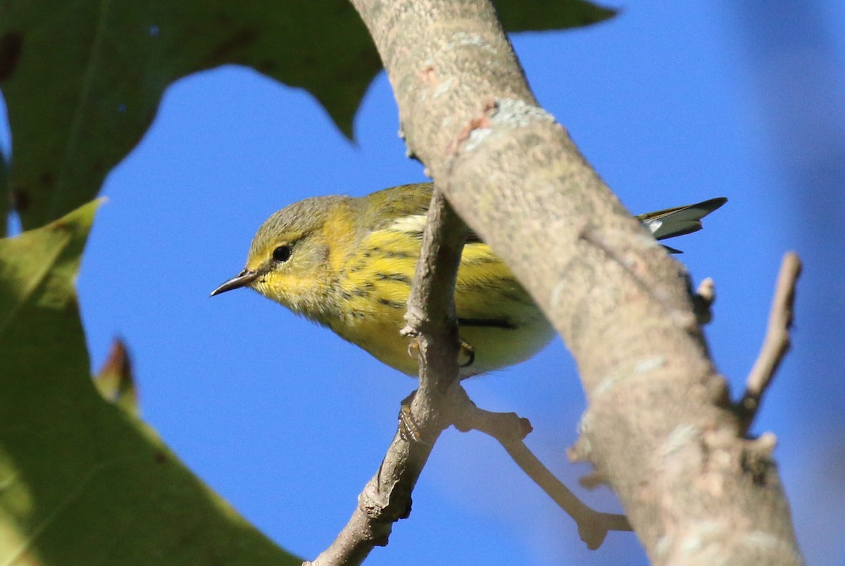 Cape May Warbler - ML488618391