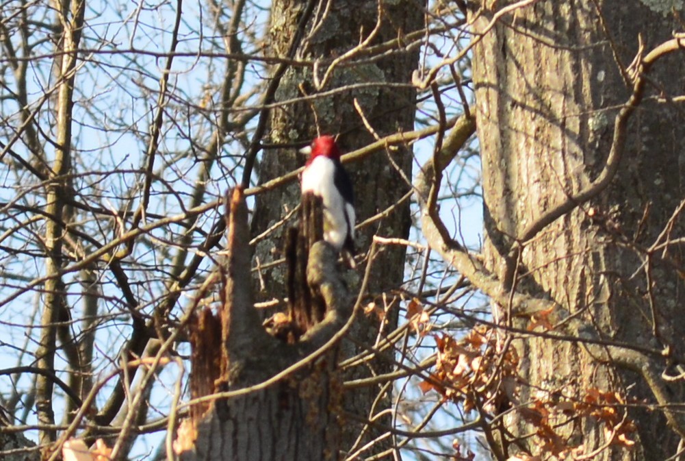 Red-headed Woodpecker - Michael Adams