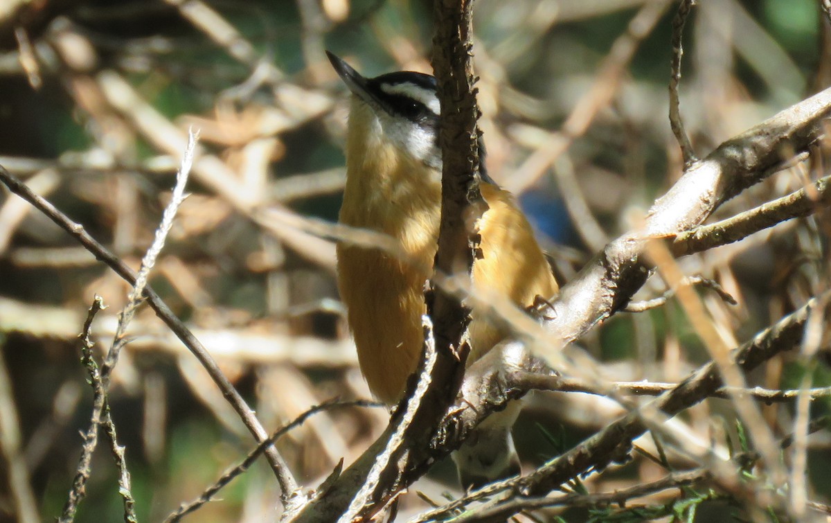 Red-breasted Nuthatch - ML488620311