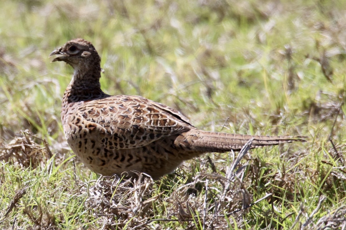 Ring-necked Pheasant - ML488624271