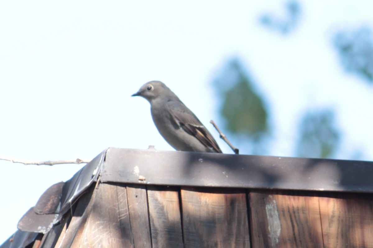 Townsend's Solitaire - ML488625431