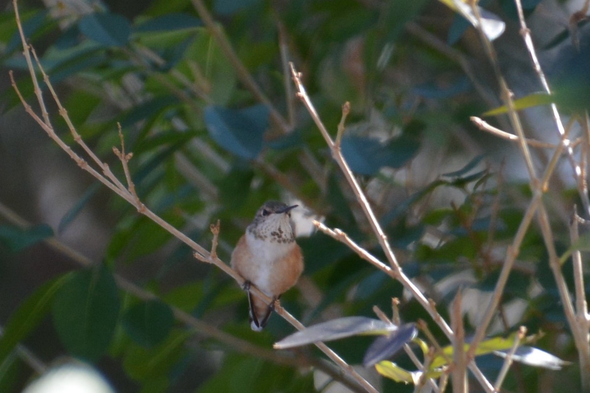 Rufous Hummingbird - ML48863191