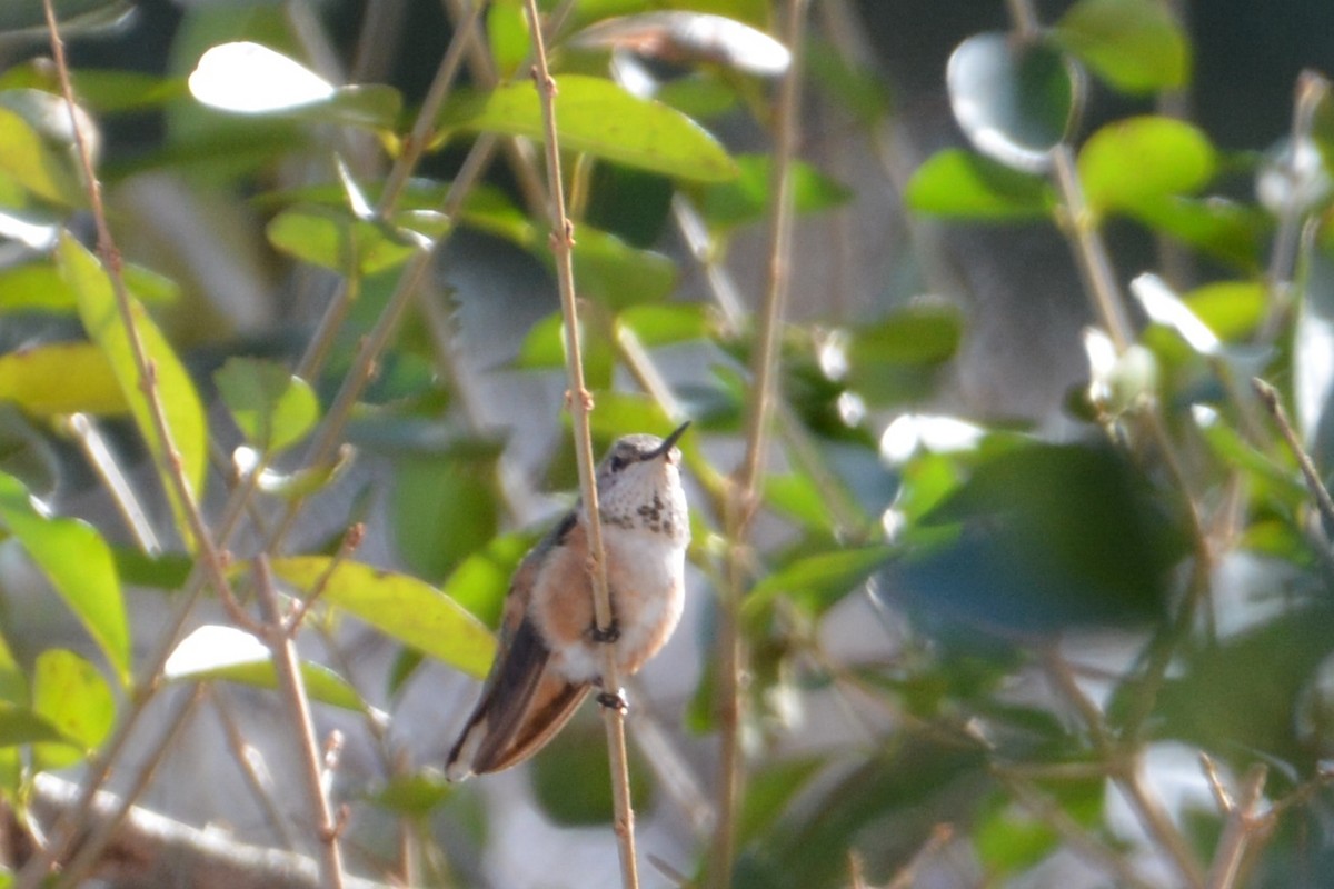 Rufous Hummingbird - ML48863261